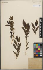 Foto von Salix purpurea L.